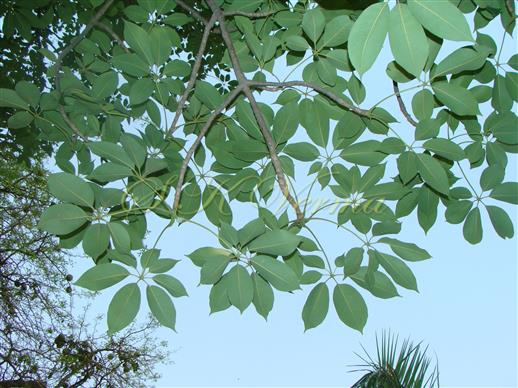  Branches with leaves